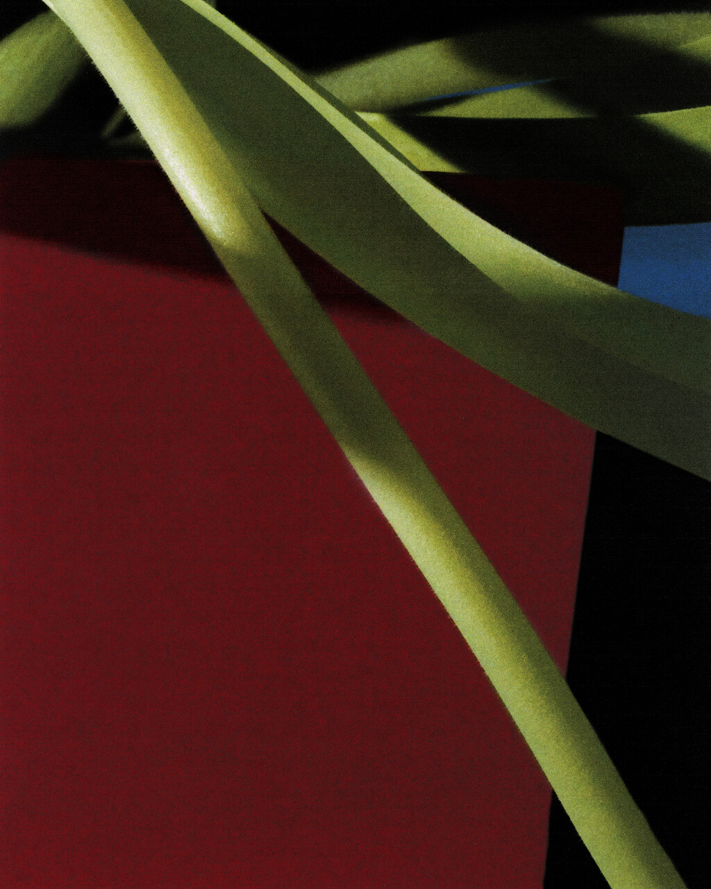 Tulips - © Artlist