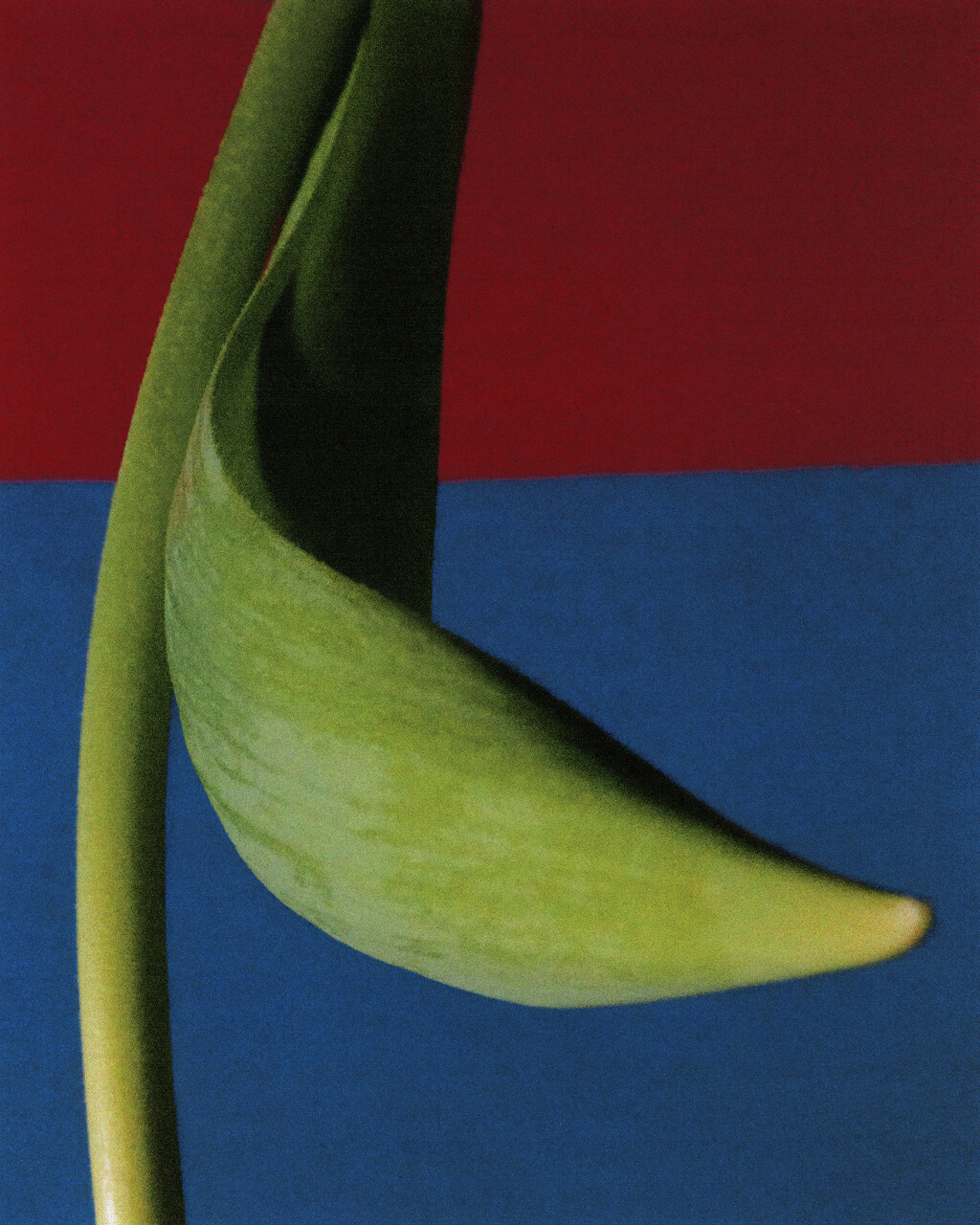 Tulips - © Artlist