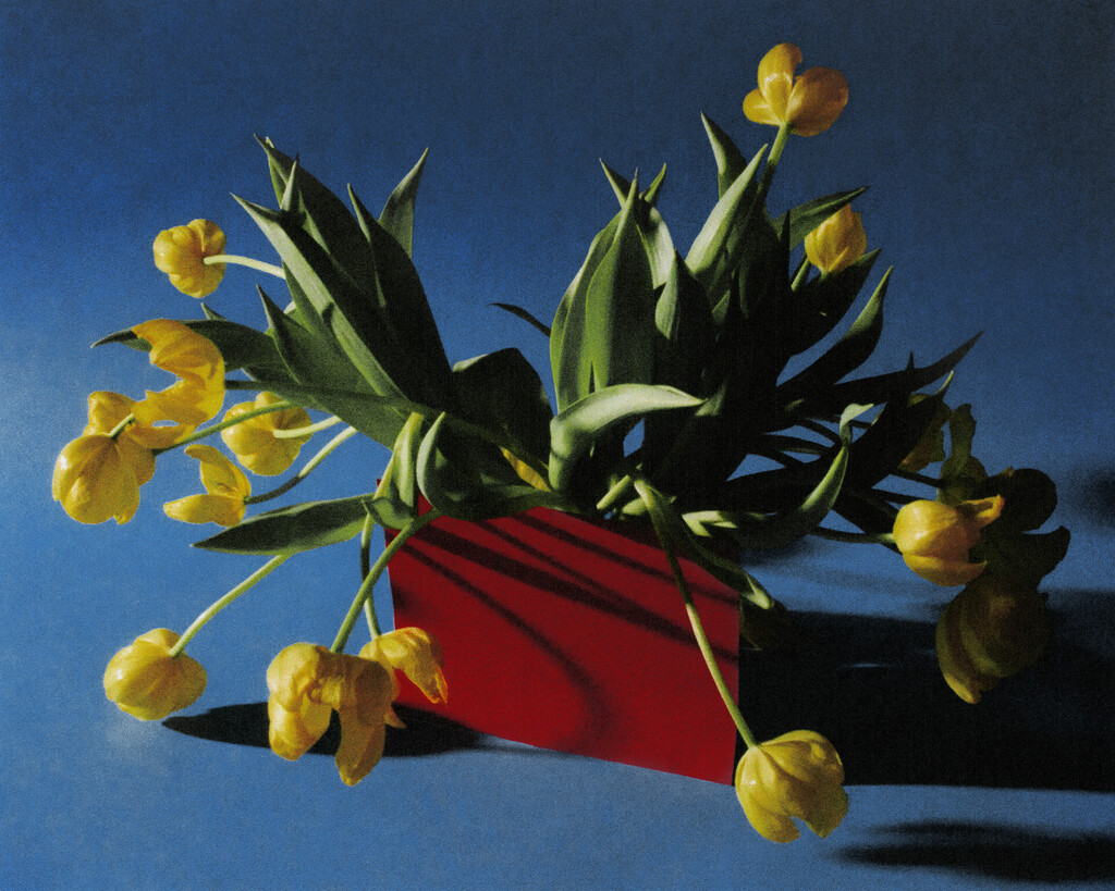 Tulips - © Artlist