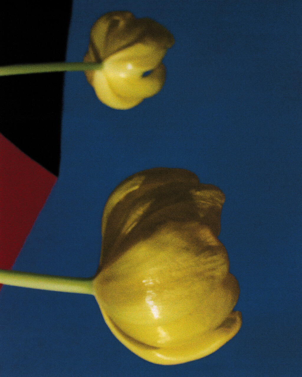 Tulips - © Artlist