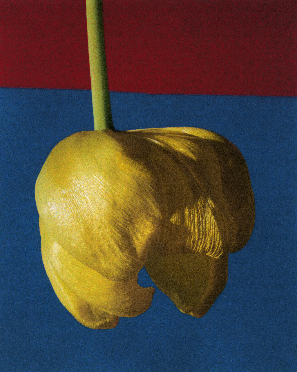Tulips - © Artlist