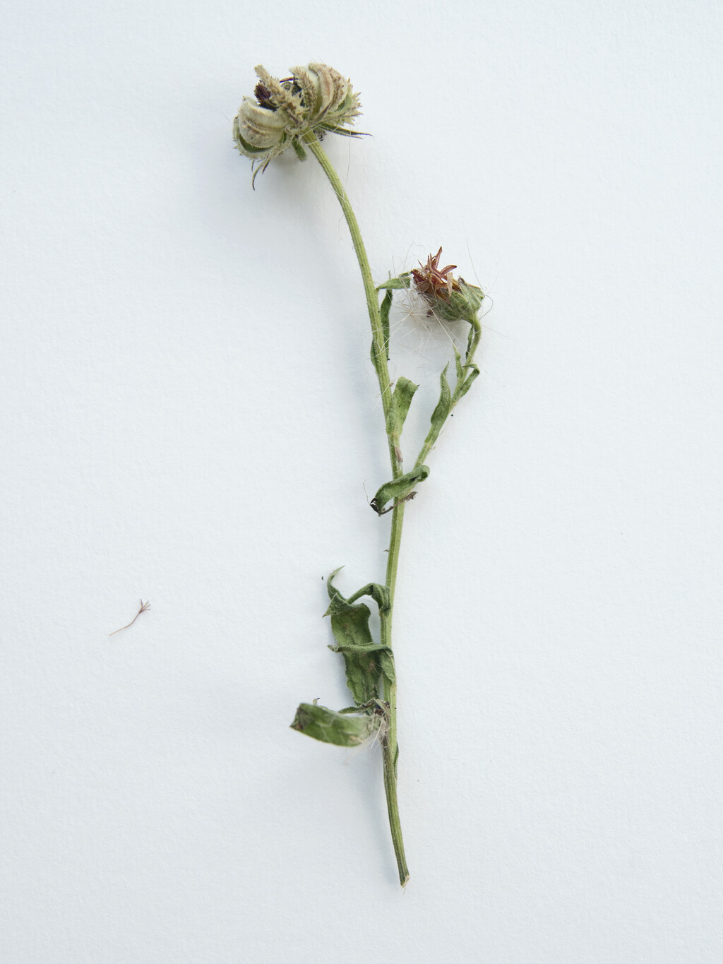 Mount Sapo - © Artlist