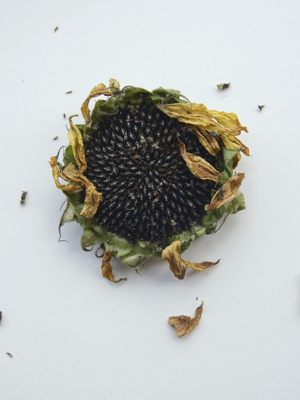 Mount Sapo - © Artlist