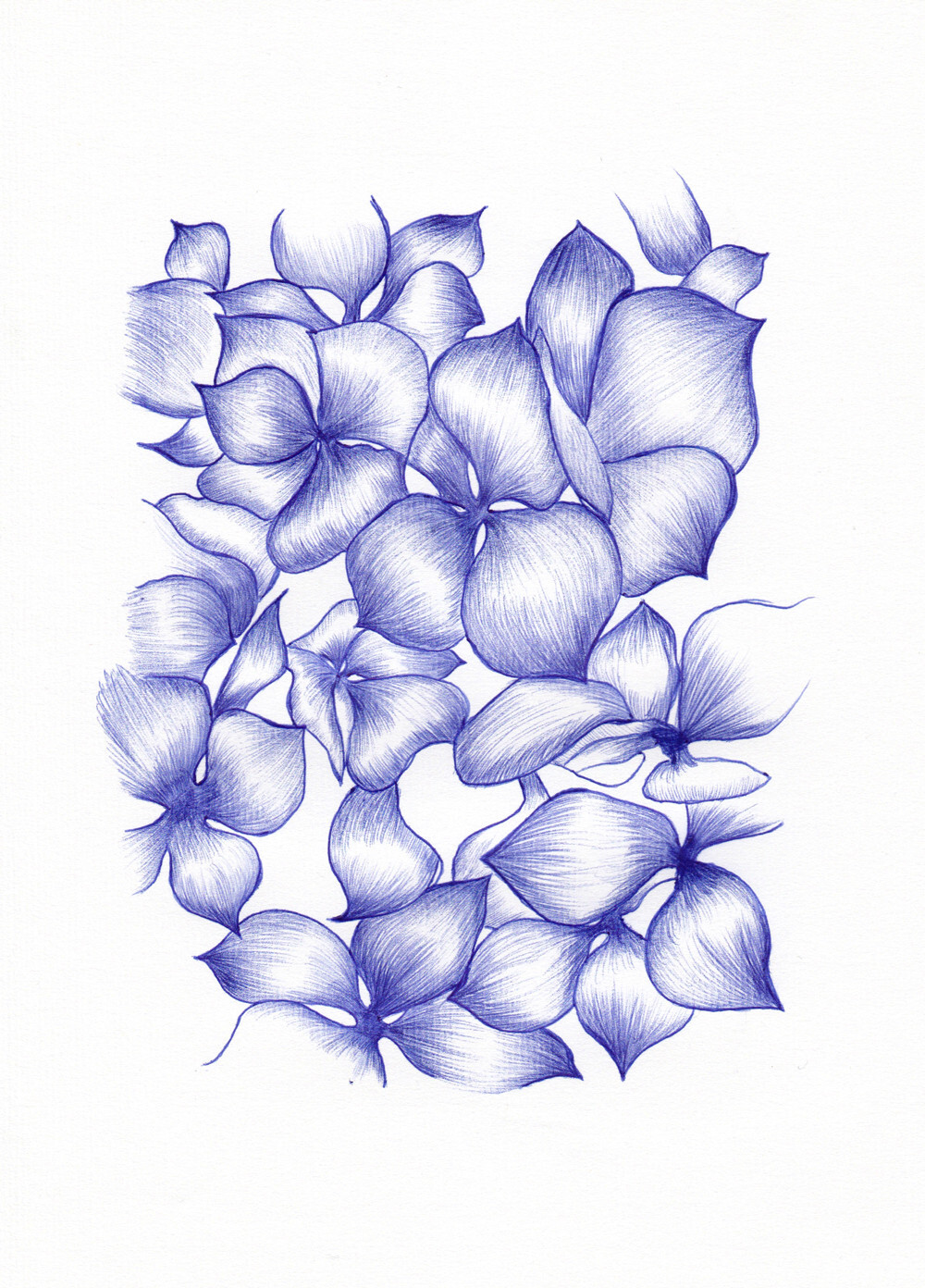 Hortensia - © Artlist